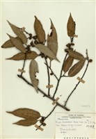 藏品(阿里山珍珠蓮)的圖片